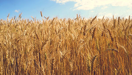 糧(liáng)谷領域