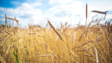 糧(liáng)谷領域